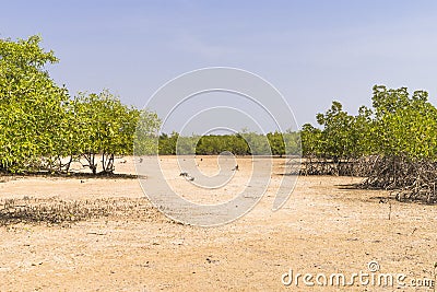 Mangroves trees Stock Photo