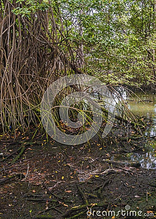 Mangroves trees, parque lineal kennedy, guayaquil, ecuador Stock Photo