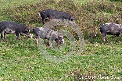 Mangulitsa pig and her pigs Stock Photo