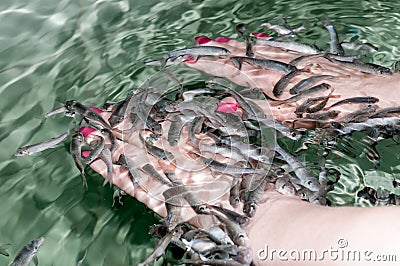 Manicure fish garra rufa Stock Photo