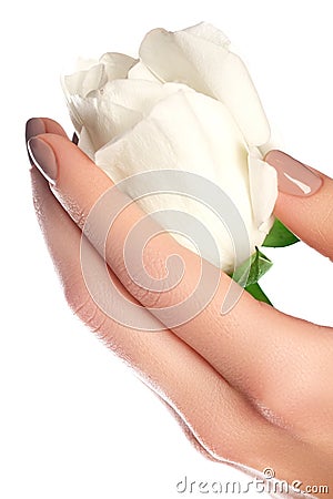 Manicure, hands & spa. Beautiful woman hands, soft skin, beautiful nails with white rose flower. Healthy woman hands. Beauty Stock Photo