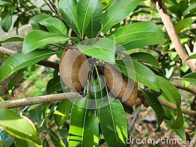 Manilkara zapota is a medium-sized, bushy perennial. The oval fruit is brown with a high sugar content. Stock Photo