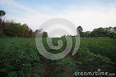 Manioc Stock Photo