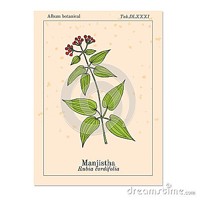 Manjistha Rubia cordifolia , or Indian madder, medicinal plant Vector Illustration