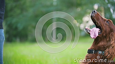 Mannen spelar med hans älsklings- hund - irländsk setter Mannen ger honom filialen av trädet lager videofilmer Mannen spelar med hans älsklings- hund - irländsk setter Mannen ger honom filialen av trädet lager videofilmer