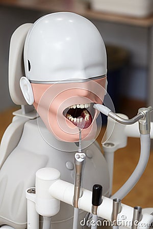 Mannequin or dummy for dentist students training in dental faculties Stock Photo