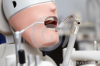 Mannequin or dummy for dentist students training in dental faculties Stock Photo