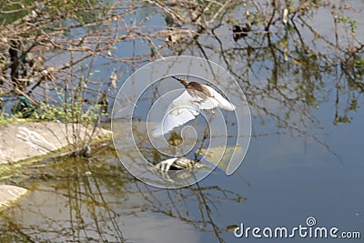 A manoeuvering bird on hunt and gets a huge fish which happened little later. A master piece of pond heron catch moment. Stock Photo