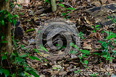 Manouria emys phayeiBiyth,1853 or Asian Giant Tortoise. Stock Photo