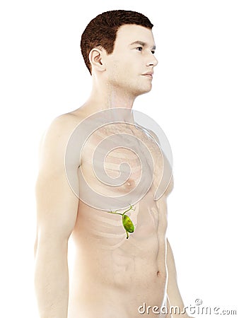 A mans gallbladder Cartoon Illustration