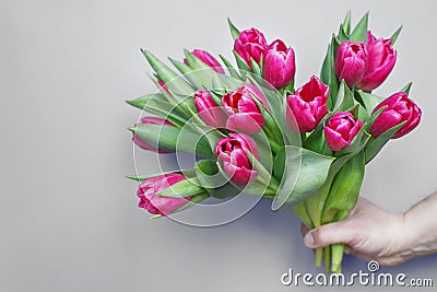 mans hand holding bouquet of fresh flowers tulips on gray background Stock Photo