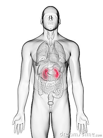 A mans kidneys Cartoon Illustration