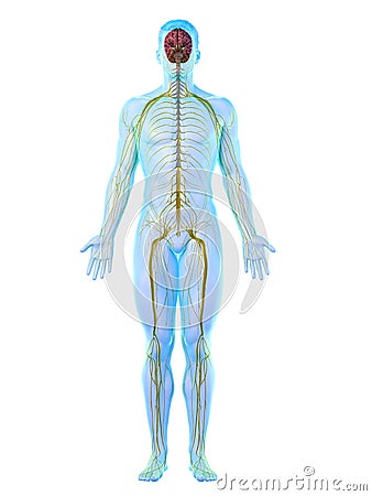 A mans nervous system Cartoon Illustration