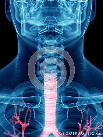 A mans trachea Cartoon Illustration