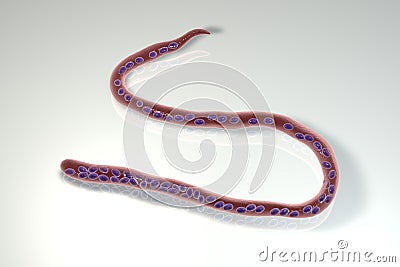 Mansonella ozzardi, a roundworm nematoda that causes serous cavity filariasis in humans Cartoon Illustration