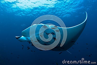 Manta Ray Stock Photo