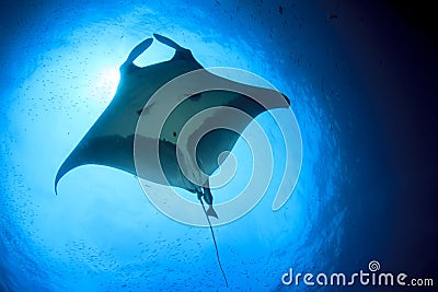 Manta Ray Stock Photo