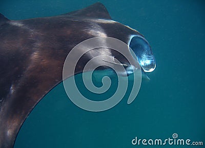 Manta Ray Stock Photo