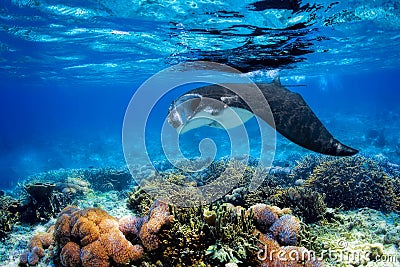 Manta Ray Stock Photo