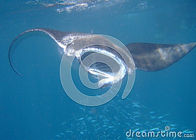 Manta ray filtering plankton Stock Photo