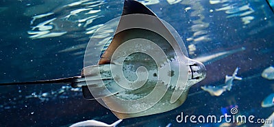 Manta ray floating underwater Stock Photo