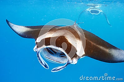 Manta ray floating underwater Stock Photo