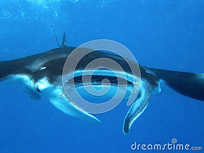 Manta Ray Seychelles Stock Photo