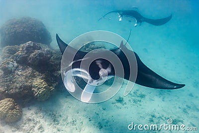 Manta ray Stock Photo