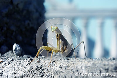 Mantis Stock Photo