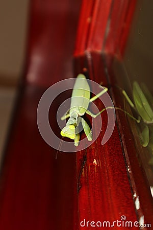 A mantis on the door Stock Photo