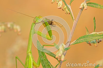 mantis eating locust Stock Photo