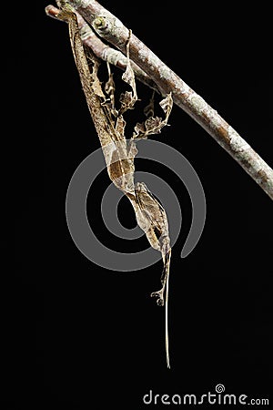 Mantis, empusa sp., Mimetic Insect, Adult against Blackground Stock Photo