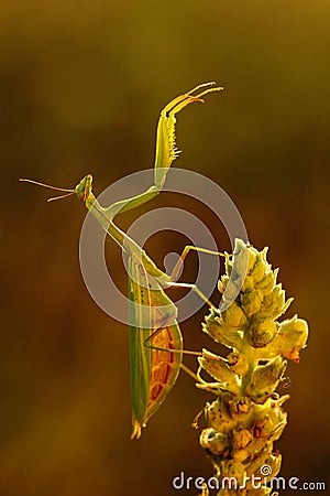 Mantis on flower, Mantis religiosa, beautiful evening sun, Czech republic Stock Photo