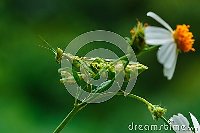 Mantis,Grasshopper,Insects. Stock Photo