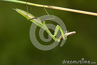 Mantis and locust Stock Photo