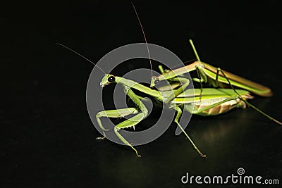 Mantis Mating Stock Photo