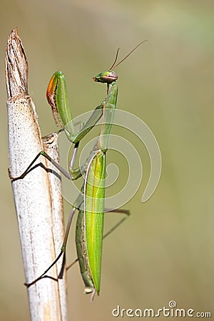 Mantis religiosa Stock Photo