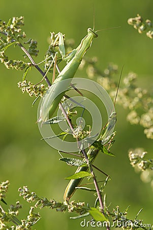 Mantis religiosa Stock Photo