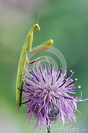 Mantis religiosa Stock Photo