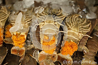 Mantis shrimp - squilla mantis - with roe, fresh seafood. Stock Photo