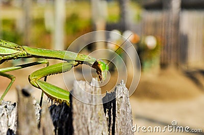 A mantis walking on a broken trunk of a tree Stock Photo