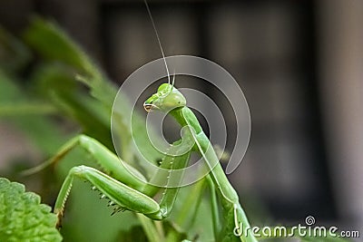 Side Profile of Staring Green Praying Mantis Stock Photo