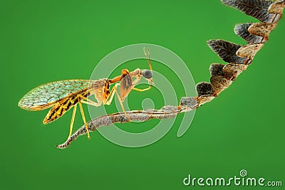 Mantisflies on green background on tropical garden Stock Photo