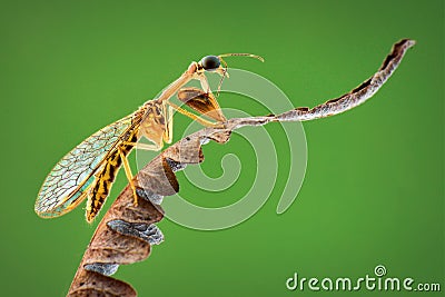 Mantisflies on green background on tropical garden Stock Photo