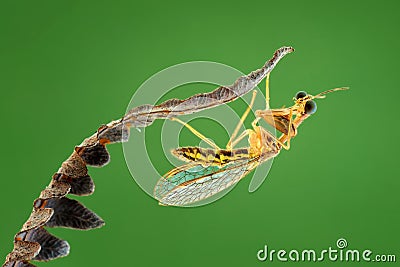 Mantisflies macro shoot Stock Photo
