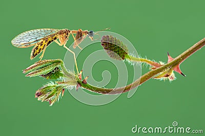 Mantisflies a twig on green background Stock Photo