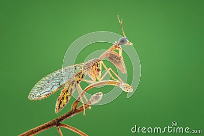 mantisflies on a twig, macro photography Stock Photo
