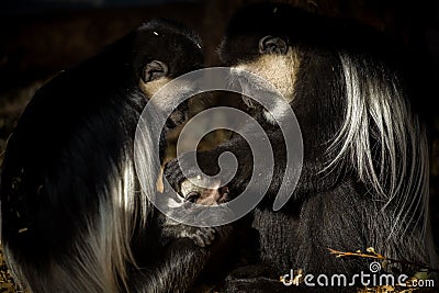 Mantle guereza monkey in the zoo prague Editorial Stock Photo