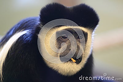 Mantled guereza Stock Photo