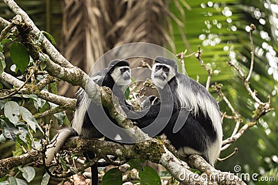 Mantled guereza, colobus guereza, guereza, eastern black and white colobus, Abyssinian black and white colobus Stock Photo